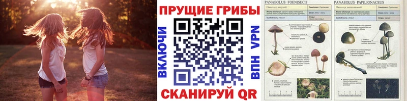Псилоцибиновые грибы Magic Shrooms  Тара 